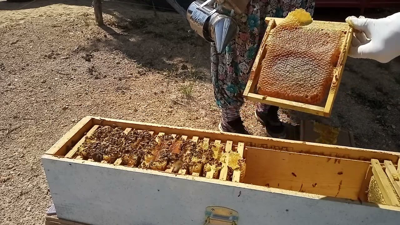 2022 bal hasadı. Farklı kovan durum aynı.