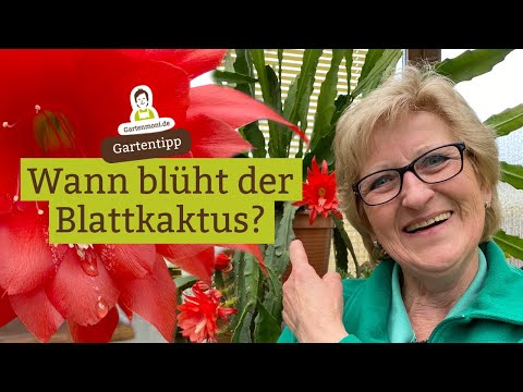 Video: Warum blüht mein Epiphyllum nicht?