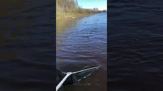 Сумасшедшая борьба с лещём😍 Рыбалка в ярославской области🎣