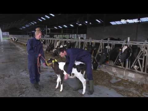 Video: Jaarlijkse Weiden Met Koele Seizoenen Met Klavers Ter Aanvulling Van Overwinterende Rundkoeien Die Kalveren Verzorgen