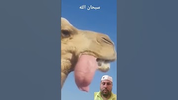 قرآن كريم أفلا ينظرون إلى الإبل كيف خلقت تلاوه خاشعه #المصحف #تصويري #اكسبلور