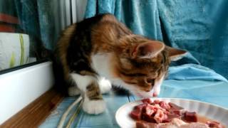 Может ли котёнок съесть ЦЕЛЫЙ КУСОК МЯСА? Может ли котёнок съесть ЦЕЛЫЙ КУСОК МЯСА?