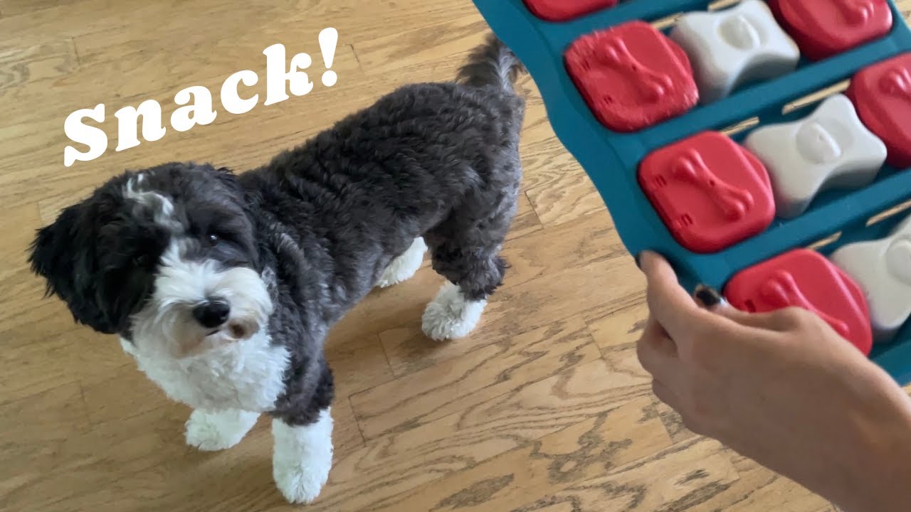 Dog Getting Treats from His Brick Puzzle Toy 