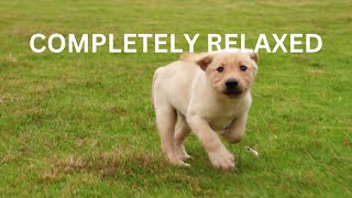 Best Sounds for puppy, soothing dog sounds for anxiety, completely relax, peaceful, calm your dog by TimeToRelax 6 views 1 year ago 10 hours, 5 minutes