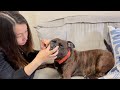 妹が凶犬まだらの歯石をとる。