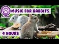 4 Hours of Relaxing Music for Rabbits - Calm Down Your Bunny with Soothing Pet Music!