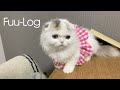 子猫にザビエル首輪を付けたらスカートになった/ Fuu-Log#16