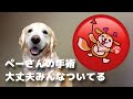 ぺーさんの手術 大丈夫みんなついてる