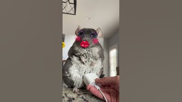 The Bluetooth device has connected successfully. #shorts #Linus