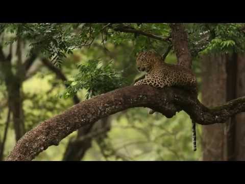The quintessential Indian Leopard from Kabini, Karnataka.