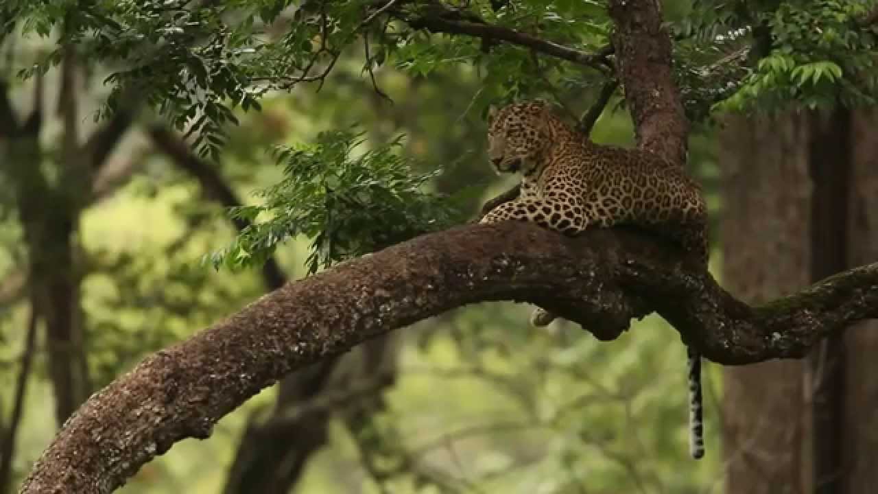 The quintessential Indian Leopard from Kabini, Karnataka.