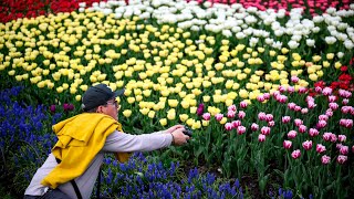 Canadian Tulip Festival underway in Ottawa | Things to do in Ottawa