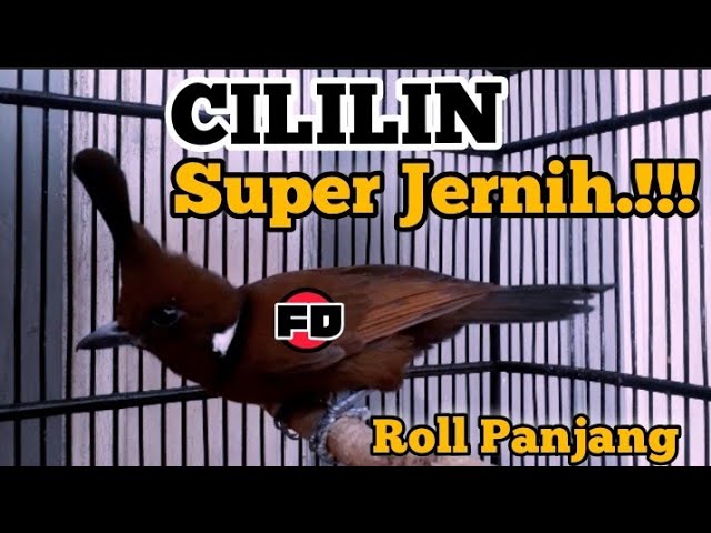 CILILIN GACOR AK47 ROLL PANJANG SUPER JERNIH class=