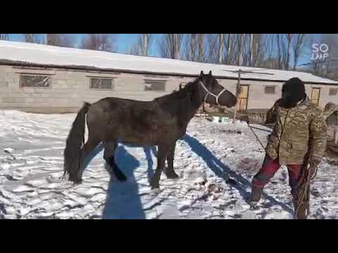 Video: Улуу Британиянын ветеринарлары атчандарга ашыкча салмактуу жылкылардын көбөйүшү жөнүндө эскертишти