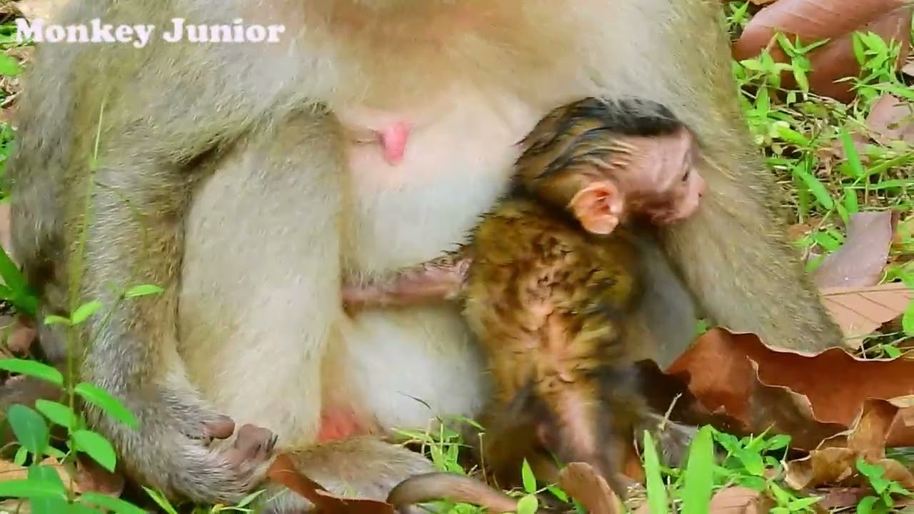 Cute Brindy wakes up after mom gives her full milk, Brindy looks so healthy & fresh