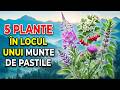 5 Buruieni De șanț Care DISTRUG Industria Farmaceutică Dacă Ai Peste 60 De Ani Bea Asta De Urgență 5 Buruieni De șanț Care DISTRUG Industria Farmaceutică Dacă Ai Peste 60 De Ani Bea Asta De Urgență
