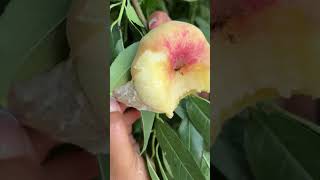 Agriculture Village Fresh Fruit #Viral #Fruit #Shorts #1044