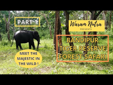 Bandipur wildlife safari | Bandipur tiger reserve forest safari | Part 1 | Forest stay in Bandipur