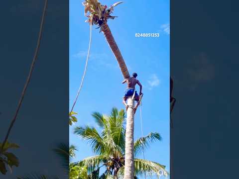Tree#cutteraravind#toptrendingvodes#kanyakumari8248851253