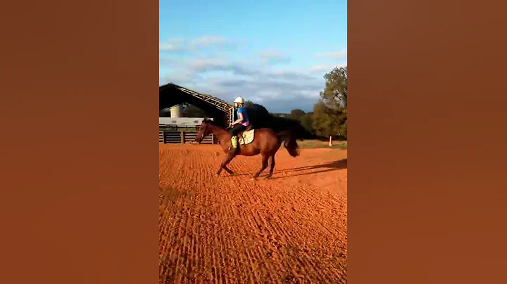 Shelby and Whiz jumping