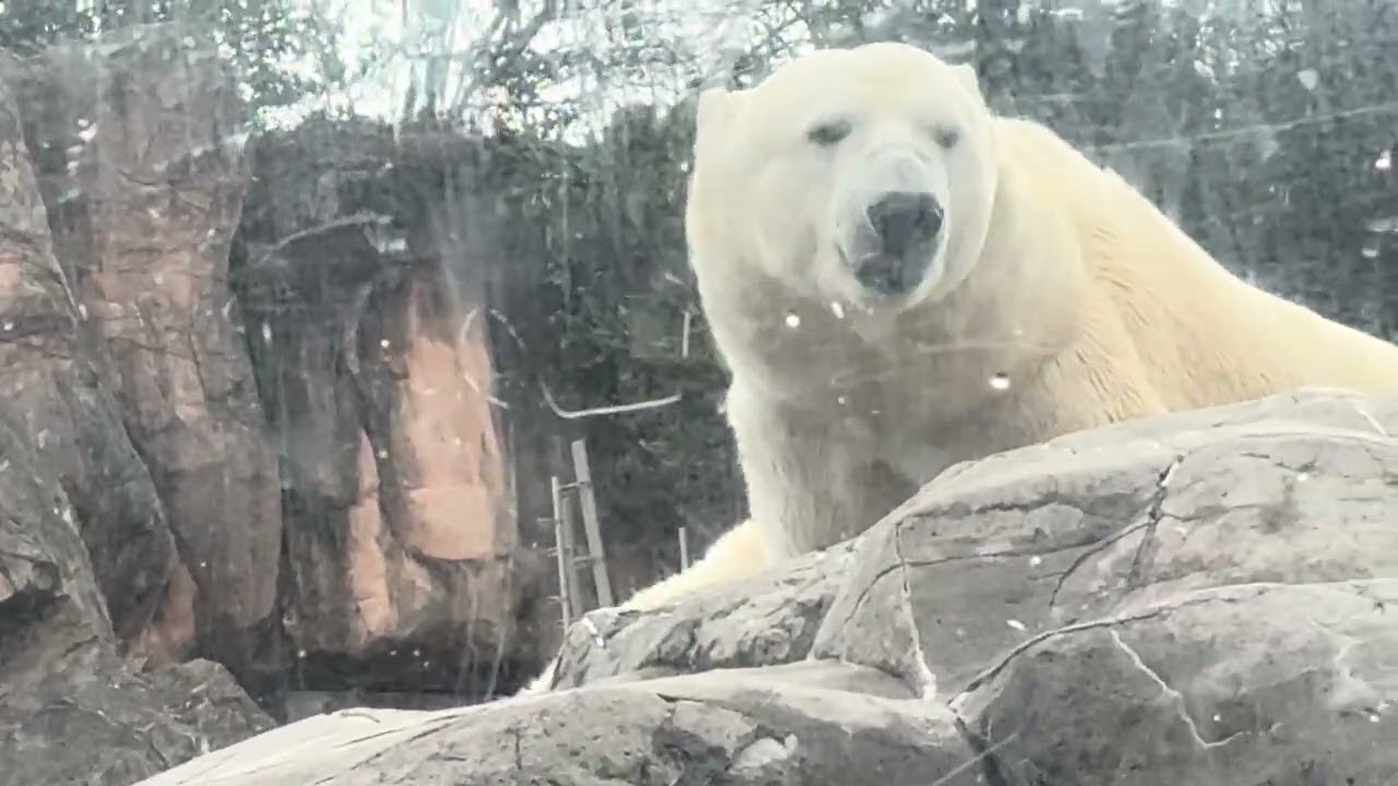 八木山動物公園   ホッキョクグマ   カイ