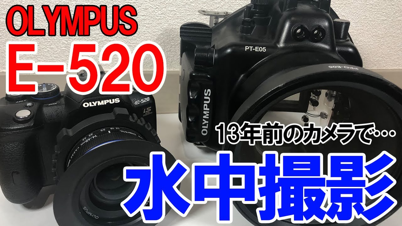 ダイビング】10年以上使ってなかったカメラで水中撮影してみた～E-520