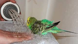 💦Как купать волнистого попугая в домашних условиях?
