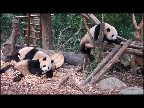 Video: La base di ricerca sull'allevamento di panda gigante a Chengdu