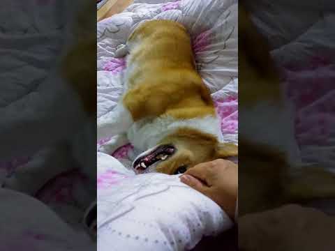 이놀이를 하고나면 스트레스가 풀리나봐요 웰시코기 코코 해피~