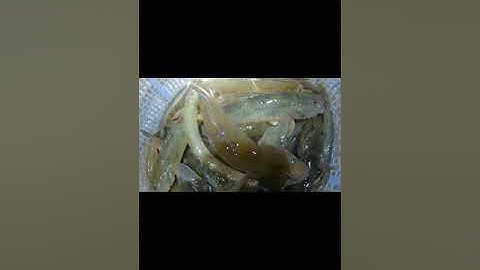 Hơn 10kg cá Bống Cát sông tươi ngon, từ những người Miền Tây làm nghề sông nước ban đêm