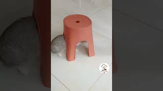 LOL, Hilarious Pet Cat Moments Latest Funny Cats Shorts Videos 2023 ??? -EPS794  cuteanimalshare