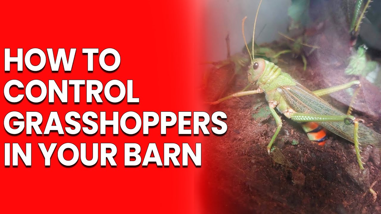 Как бороться с кузнечиками в сарае: советы по контролю и профилактике