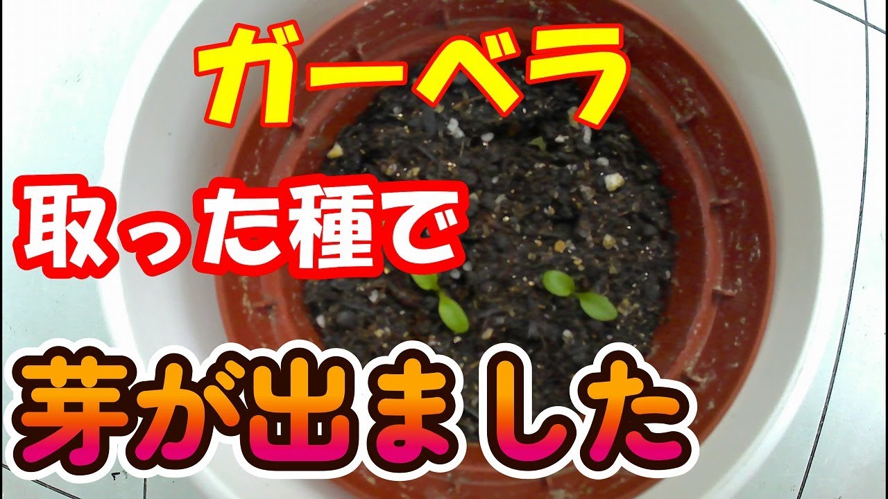 113-【鉢花】春に咲いたガーベラの花から種を取り、種蒔きしたら「家庭