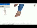 Test muscle fibulaires  kinsiologie  touch for health  tfh