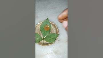 बेलपत्र  पर चंदन का उपाय#pradeepmishraji #shivmahapurankatha #shivmahapurankatha #belpatra