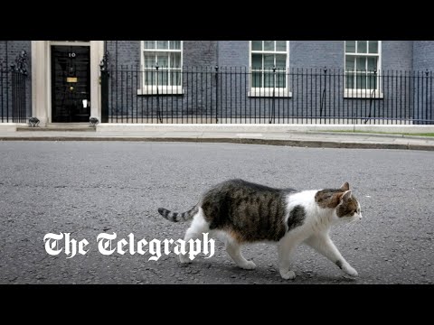 Larry the cat chases off fox outside No 10 downing street