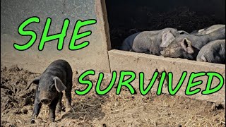 Our Farm Farrowing and Lambing Wasn&#39;t Easy!