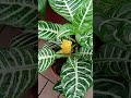 Zebra Plant 單藥花 单药花 Zebra Plant 單藥花 单药花