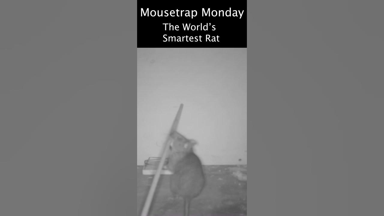 Back off rodents. I bought a connected mousetrap! - Stacey on IoT