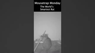 The Worlds Smartest Rat Sets Off Rat Trap With A Stick.