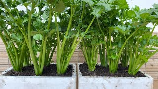 How to grow celery in a simple Styrofoam box at home, anyone can do it