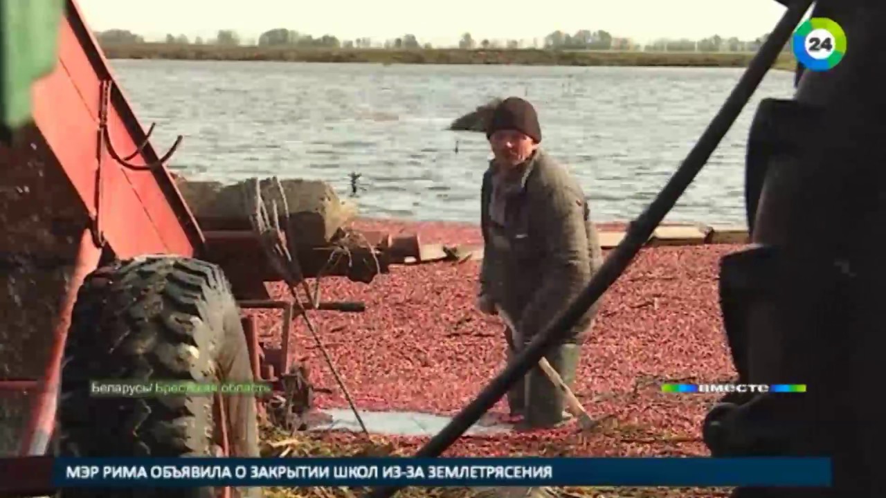 Время собирать клюкву