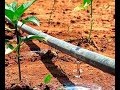 Sistema de irrigação por gotejamento atualizado #agro  #irrigation #passionfruit