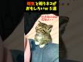 眠気と戦うネコが面白かわいいｗ５選#cat #面白集 #ねこ #笑ったら負け