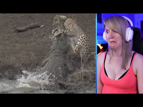 15 Strong And Massive Crocodile Hunting Moments Part 2 | Pets House