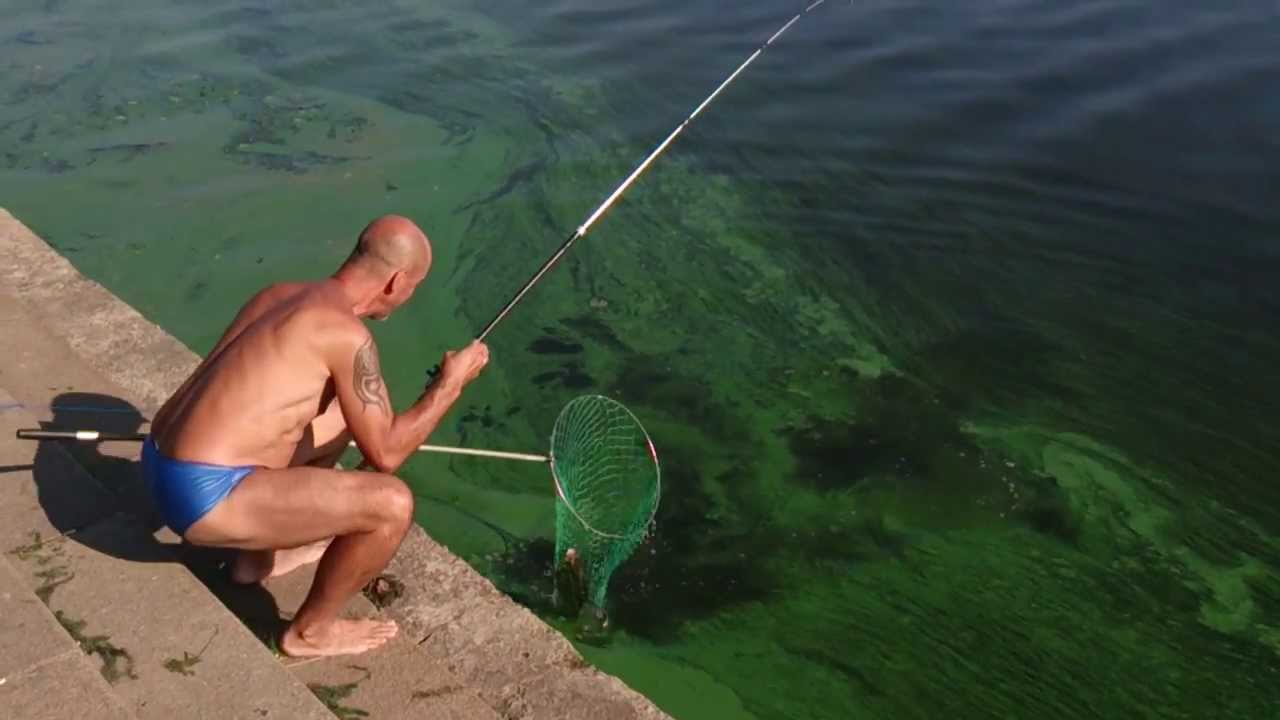 видео ловля леща на неве видео ловля леща на неве