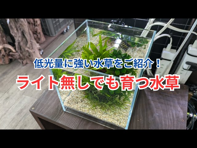 水草育成 antaeus7toy 水草育成 antaeus7toy Grows even without lights] Introducing