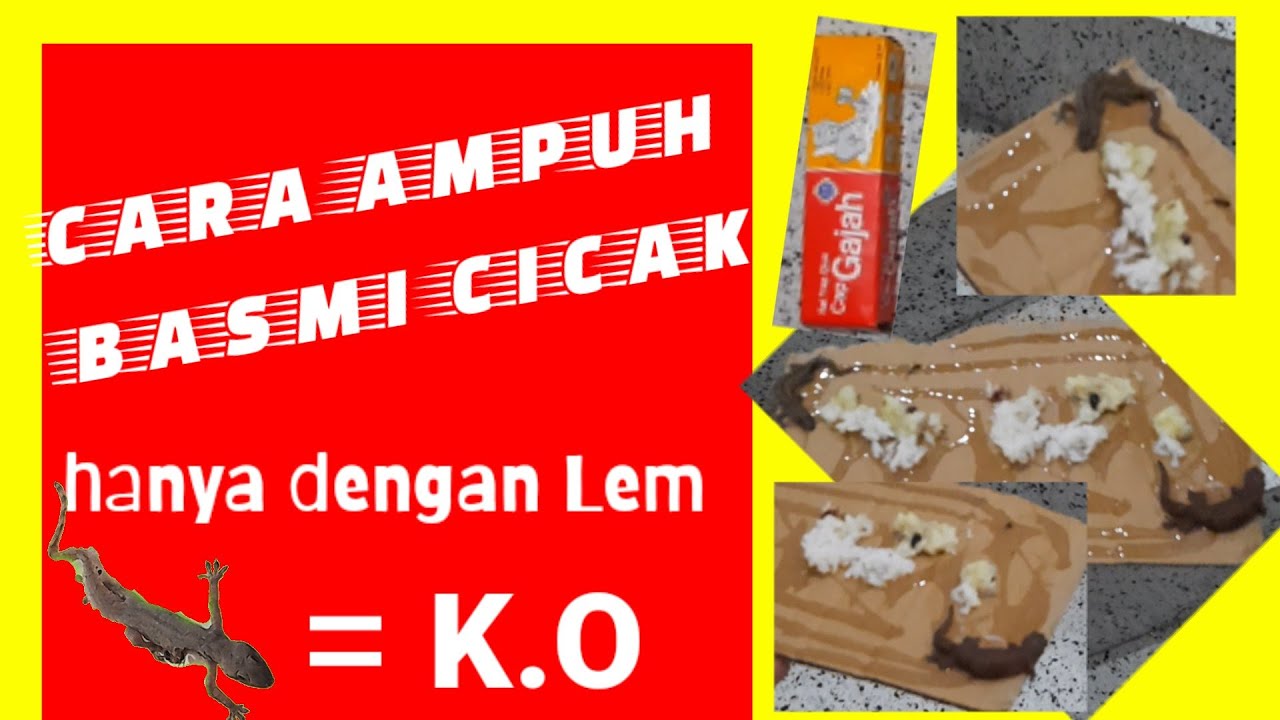 Cara membasmi cicak dengan Lem 