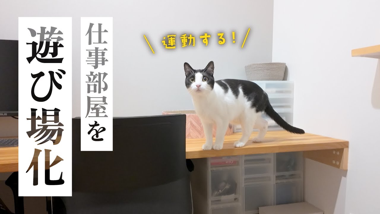 仕事部屋でも遊びたい！棚を増やして猫の運動場にしてみた