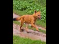 Dhole எனும் சென்நாய் #shortsvideos #shortsviral #animalvideos #gkvideos #video